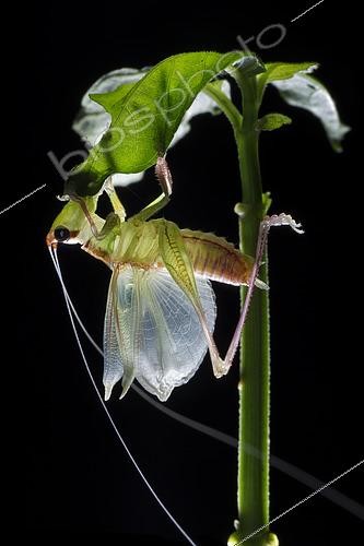 Biosphoto | 2435335 | Tettigoniidae ; Moulting Katydid ; A freshly moulted katydid drying its wing ; Singapore | &copy; Melvyn Yeo / Biosphoto