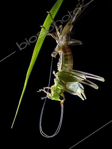 Biosphoto | 2435333 | Tettigoniidae ; Moulting Katydid ; Side profile of a moulting katydid ; Singapore | &copy; Melvyn Yeo / Biosphoto