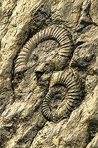 Biosphoto | 2462001 | The Ammonite Slab in the rising sun in the rain. Over 320 square meters, there are more than 1550 ammonites of all sizes, the largest of which have a diameter of 70 cm! Main species: Coroniceras multicostatum (200 Ma), Digne Geological Reserve, Alpes de Haute Provence, France | &copy; Jean-Philippe Delobelle / Biosphoto
