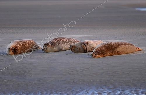 Biosphoto | 2621918 | The bay of Authie, natural border between Somme and Pas-de-Calais, is home for some Commons seals or Harbor seals (Phoca vitulina) which attracts a lot of people. Pas-de-Calais. France. | &copy; Antoine Lorgnier / Biosphoto