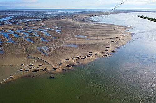 Biosphoto | 2621922 | The bay of Authie, natural border between Somme and Pas-de-Calais, is home for some Commons seals or Harbor seals (Phoca vitulina) which attracts a lot of people. Pas-de-Calais. France. | &copy; Antoine Lorgnier / Biosphoto