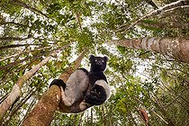 Biosphoto | 2409397 | The critically endangered Indri indri photographed in the Mitsinjo natural reserve. This wild individual was feed by leaves to a scientist that was monitoring this group. Madagascar Finalist at Montier en der et à Namur festival 2018. | &copy; Quentin Martinez / Biosphoto