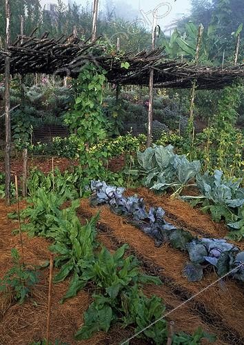 Biosphoto | 998357 | The Garden of Paradise in Cordes-sur-Ciel in the Tarn France ; Dock, Headed cabbage 'Rouge tête noire', Cabbage 'Coeur de boeuf'and Scarlet runner.<br>Landscaping: Ossart-Maurières | &copy; Gilles Le Scanff & Joëlle-Caroline Mayer / Biosphoto
