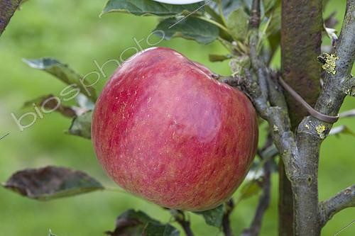 Biosphoto | 2090588 | The 'Idared' apple in a garden | &copy; Alexandre Petzold / Biosphoto