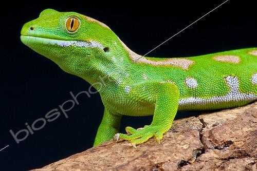 Biosphoto | 2064021 | The Northland green gecko (Naultinus grayii) is a rare diurnal lizard species endemic to New Zealand., Northland, New Zealand | &copy; Matthijs Kuijpers / Biosphoto