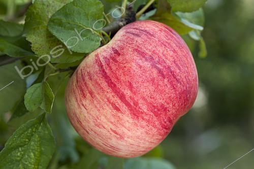Biosphoto | 2090598 | The 'Peasgood's Nonsuch' apple | &copy; Alexandre Petzold / Biosphoto