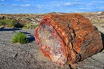 Biosphoto | 2572025 | The Petrified Forest National Park is home to thousands of fossilized tree trunks approximately 200 million years old (Triassic period). Arizona. USA. | &copy; Antoine Lorgnier / Biosphoto