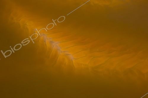 Biosphoto | 963220 | The river Rio Tinto in Huelva province Spain | &copy; Juan-Carlos Muñoz / Biosphoto
