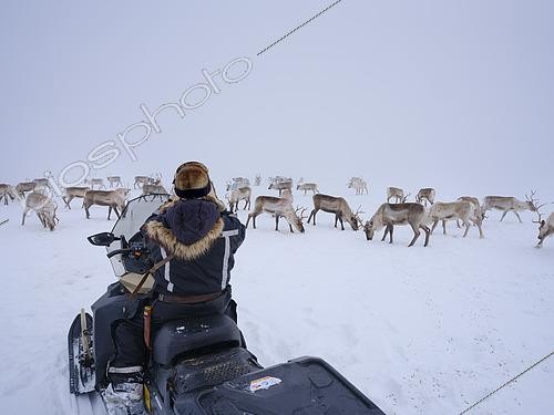 Biosphoto | 2613924 | The Sami are feeding their herds in late winter, which are living wild in the mountains. Reindeer (rangifer tarandus) in the strictly protected wilderness area Paistunturi (Paistunturin eraemaa) near Utsjoki. Europe, Finland, Lapland | &copy; Martin Zwick / Biosphoto
