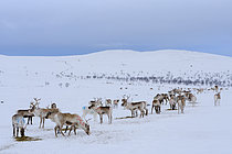 Biosphoto | 2613939 | The Sami are feeding their herds in late winter, which are living wild in the mountains. Reindeer (rangifer tarandus) in the strictly protected wilderness area Paistunturi (Paistunturin eraemaa) near Utsjoki. Europe, Finland, Lapland | &copy; Martin Zwick / Biosphoto