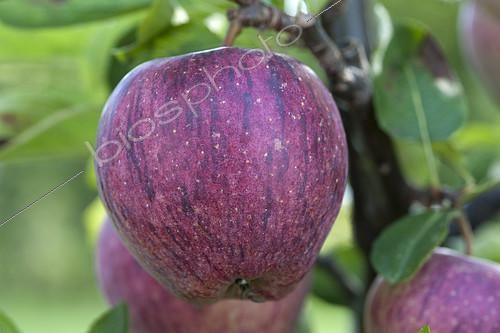 Biosphoto | 2090603 | The 'Starking Delicious' apple | &copy; Alexandre Petzold / Biosphoto