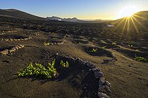 Biosphoto | 2547742 | The vineyard of La Geria, on the island of Lanzarote, Canary Islands. La Geria is the wine region of Lanzarote where thousands of small semi-circular walls (called zocos) are spread over the volcanic soil (basalt slag), each one sheltering a single vine stock from the constant wind and collecting the condensation of the night fog. This creates a very original and characteristic landscape of this arid island. | &copy; Jean-Philippe Delobelle / Biosphoto