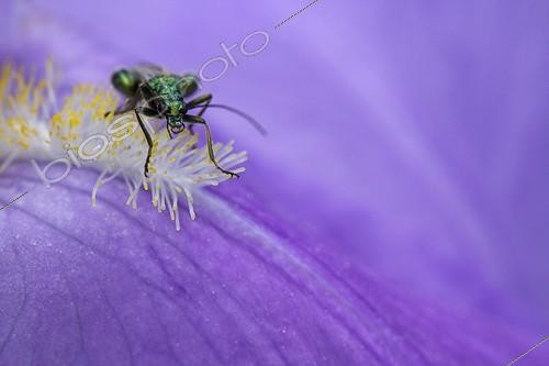 Biosphoto | 894790 | Thick-legged Flower Beetle hidden behind a petal Iris  | &copy; Pascal Pittorino / Biosphoto