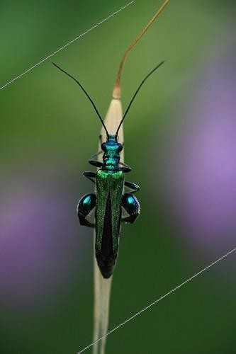 Biosphoto | 619073 | Thick-legged Flower Beetle male posed on a gramineae France | &copy; Pascal Pittorino / Biosphoto