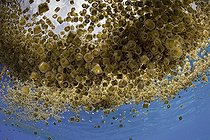 Biosphoto | 2048022 | Thimble jellyfish bloom off Cabilao Island - Philippines | &copy; Franco Banfi / Biosphoto