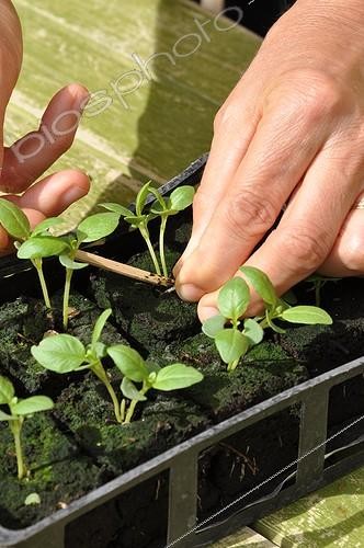 Biosphoto | 1999877 | Thinning of basil in a kitchen garden | &copy; Serge Lapouge / Biosphoto