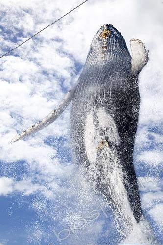 Biosphoto | 2488899 | This breaching humpback whale, Megaptera novaeangliae, is completely out of the water, Hawaii. | &copy; David Fleetham / Stocktrek Images / Biosphoto