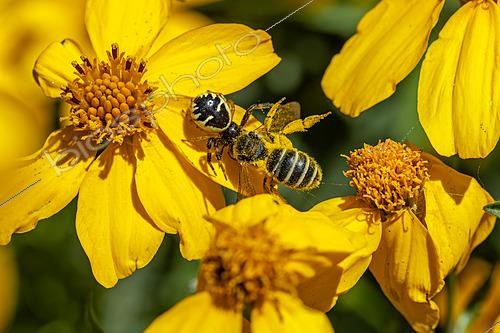Biosphoto | 2622262 | Thomise Napoléon (Synema globosum) ayant capturé une Abeille sur une fleur de Tagète de Lemmon (Tagetes lemmonii), Var, France | &copy; Marie Aymerez / Biosphoto
