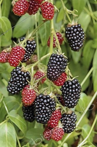 Biosphoto | 1295499 | Thornless giant blackberries | &copy; Lamontagne / Biosphoto