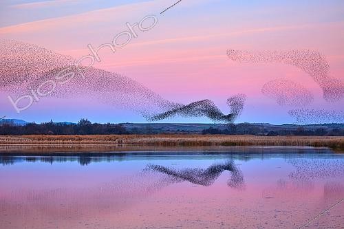 Biosphoto | 2596337 | Thousands of Starlings (Sturnus vulgaris) gather in their thousands before sunset. Nature reserve Laguna de las Canas, Navarra, Spain | &copy; Eduardo Ayala-Santibañez / Biosphoto
