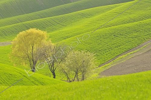 Biosphoto | 2285011 | Three deciduous trees, Crete Senesi area, Tuscany, Italy, Europe | &copy; Peter Giovannini / imageBROKER / Biosphoto