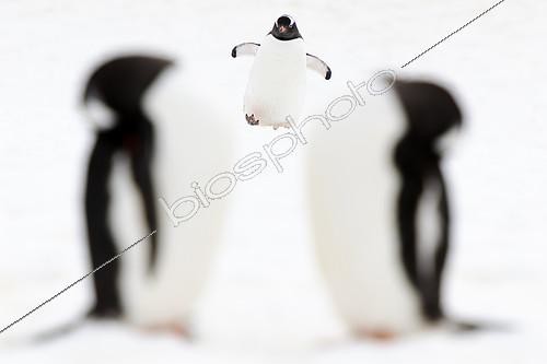 Biosphoto | 2407345 | Three Gentoo penguins (Pygoscelis papua): two who sleep and one who walks! Antarctic | &copy; Raphaël Sané / Biosphoto