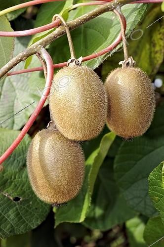 Biosphoto | 998417 | Three Kiwis on the tree in autumn Limousin France | &copy; Roger Dauriac / Biosphoto
