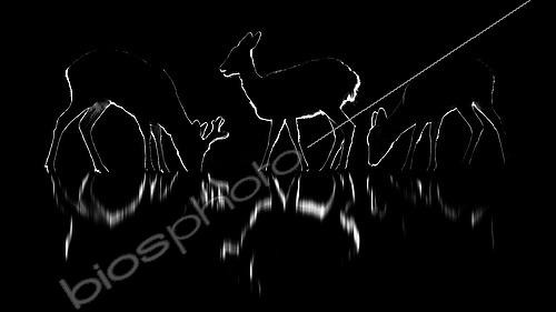Biosphoto | 2505035 | Three roe. Roe deer (Capreolus capreolus) in a very cold night. Slovakia | &copy; Ervin Horesnyík / Biosphoto