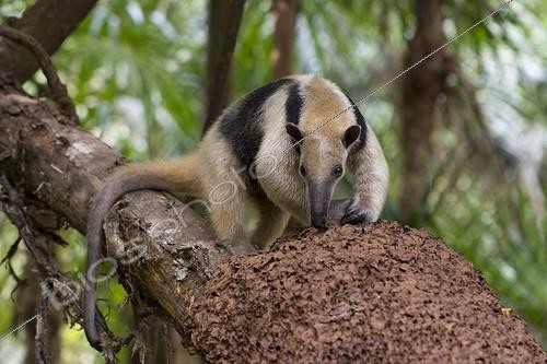 Biosphoto | 1098879 | THREE-TOED ANTEATER Three-toed anteater or Northern Tamandua (Tamandua mexicana) feeding at termite nest, Belize. Captive | &copy; Lee Dalton / Biosphoto
