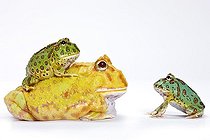 Biosphoto | 654043 | Three varieties of Horned Frog in studio | &copy; Michel Gunther / Biosphoto