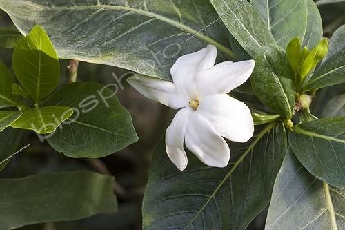 Biosphoto | 581986 | Tiare flower France  ; Tropical green house of Sens  | &copy; Claudius Thiriet / Biosphoto