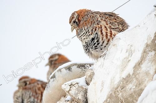 Biosphoto | 2551359 | Tibetan partridge (Perdix hodgsoniae) on a low wall in a village in winter, Ladakh, India | &copy; Bastien Chaix / Biosphoto