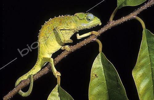 Biosphoto | 910974 | Tiger Chameleon | &copy; Gilles Martin / Biosphoto