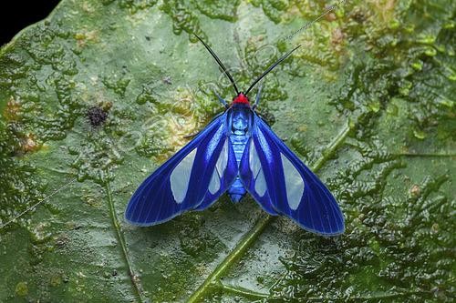 Biosphoto | 2459145 | Tiger moth (Euagra cerymica), imago, El Valle de Anton, Panama | &copy; Frank Deschandol & Philippe Sabine / Biosphoto