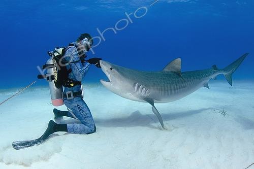 Biosphoto | 2453471 | Tiger Shark, Gelocerdo cuvier, shark feed at Fish Tales near Tiger Beach, Grand Bahama Bank, Caribbean Sea, Atlantic Ocean. | &copy; Andy Murch / Biosphoto