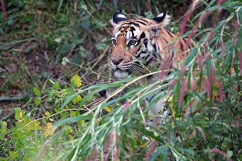 Biosphoto | 2617774 | Tigre du Bengale (Felis tigris) portrait de tigresse, réserve de Pench, Inde | &copy; Stéphan Bonneau / Biosphoto