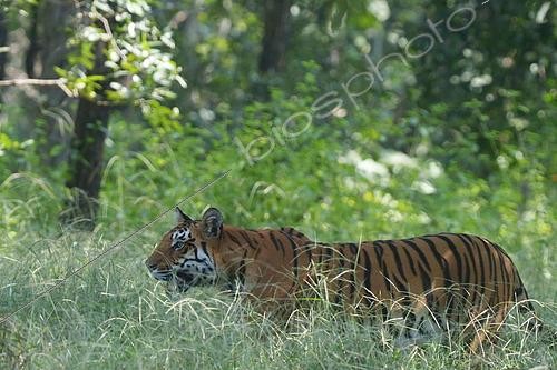 Biosphoto | 2617771 | Tigre du Bengale (Felis tigris) tigre marchant dans les hautes herbes, réseve de Pench, Inde | &copy; Stéphan Bonneau / Biosphoto