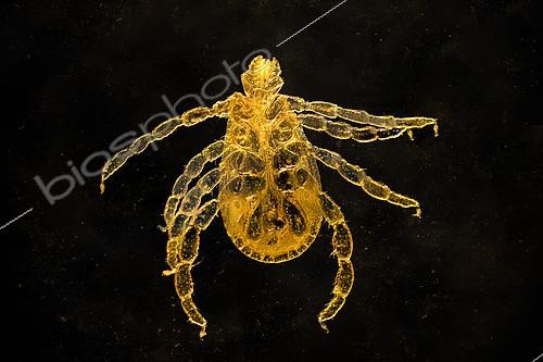 Biosphoto | 2554721 | Tique du chien (Ixodes ricinus) microscopie optique | &copy; Stéphane Vitzthum / Biosphoto