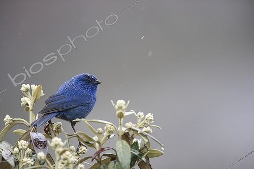 Biosphoto | 523278 | Tit-like Dacnis - Cordillera Blanca Andes Peru ; Altitude: 4500 m | &copy; Cyril Ruoso / Biosphoto