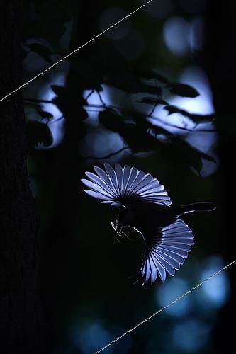 Biosphoto | 2154269 | Tit (Paridae sp) feeding in flight, Isère, France | &copy; Gil Gautier / Biosphoto