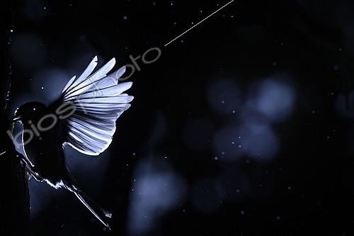 Biosphoto | 2154270 | Tit (Paridae sp) feeding in flight, Isère, France | &copy; Gil Gautier / Biosphoto
