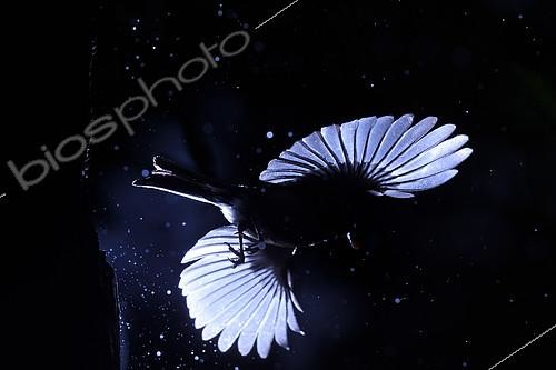 Biosphoto | 2154271 | Tit (Paridae sp) feeding in flight, Isère, France | &copy; Gil Gautier / Biosphoto