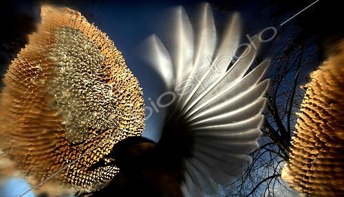 Biosphoto | 2082518 | Tit taking sunflower seeds on a dry diskflower after harvest, Hungary. 1st place, birds, Oasis 2017 | &copy; Zoltan Ritzel / Biosphoto