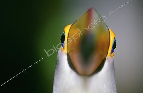 Biosphoto | 7330 | Toco Toucan. Pantanal Brazil | &copy; Theo Allofs / Biosphoto