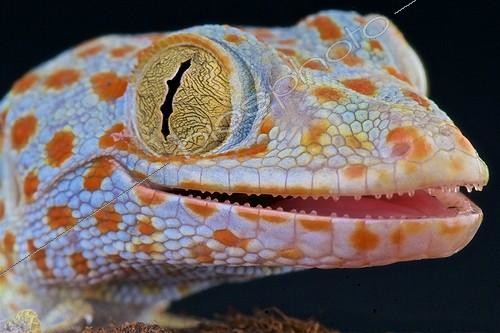 Biosphoto | 2063954 | Tokeh (Gekko gecko), Indonesia | &copy; Matthijs Kuijpers / Biosphoto