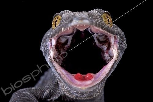 Biosphoto | 2064173 | Tokeh (Gekko gecko), Indonesia | &copy; Matthijs Kuijpers / Biosphoto