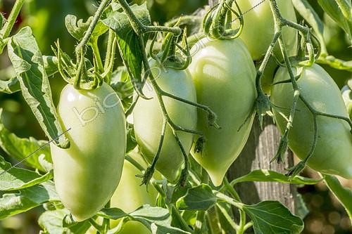 Biosphoto | 2139567 | Tomate Roma 'Cream Sausage' | &copy; Alain Kubacsi / Biosphoto