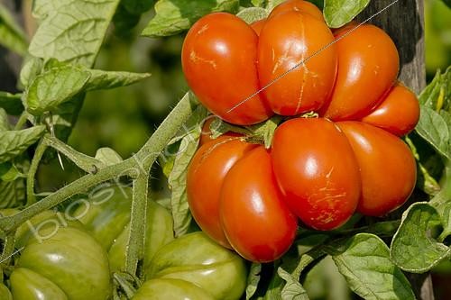 Biosphoto | 2139572 | Tomate 'Voyage' | &copy; Alain Kubacsi / Biosphoto