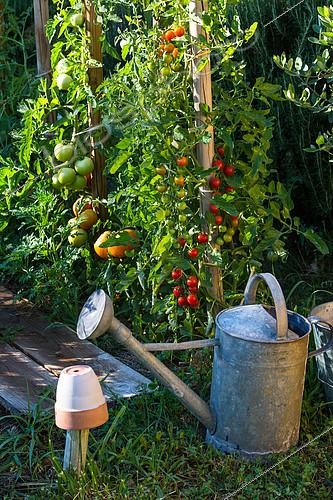 Biosphoto | 2084142 | Tomates variées au potager, Provence, France | &copy; Philippe Giraud / Biosgarden / Biosphoto