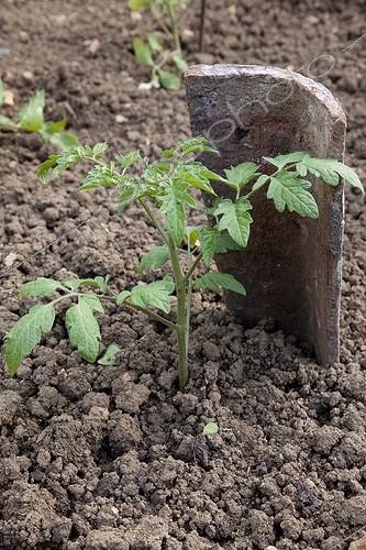 Biosphoto | 1646038 | Tomato seedling protected by a tile in a kitchen garden | &copy; NouN / Biosphoto